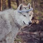 Kat Crow - @crow.kat - Instagram