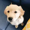 KateEgan - @shiloh_the_golden - TikTok