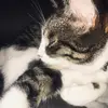 ❤️🐱mace🐱❤️ - @mace.de_xkat - TikTok