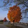 katmalone8 - @gio.malone9413 - TikTok