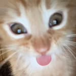 Mint of the Kat - @katmint69 - Instagram