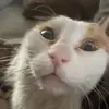 kat_goesmoo - @kat_goesmoo - TikTok