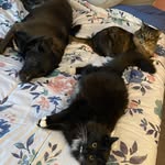 Kat Mullins - @furrygang_yup - Instagram