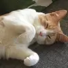 Het account van me kat puma - @puma033 - TikTok
