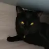 Kittykat_PUMA_JasminePecere - @jasminepecere - TikTok
