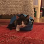 Puma - @puma.de.kat - Instagram