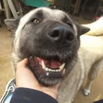 k-train🐕 - @katrain_akitaamericano - Instagram