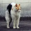Kat-train - @kattrainthetrain - TikTok