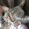katgirltherain - @julietsaucier - TikTok