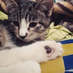 Ральф 3 месяца - @kat_ralph - Instagram