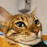 Кот Richard - @_kat_richard_ - Instagram