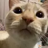 Katrina - @kittyrina - TikTok