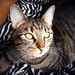 Kat Robertson - @leo_panther_mimi_tiger - Instagram