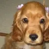 adopt me <3 - @katroyals - TikTok