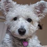 Kat Sullivan - @kats_crazy_critters - Instagram