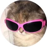 miaou - @kattranadaa - Instagram