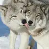 Волк🐺 - @katarina_wolf_91 - TikTok