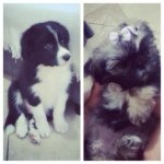Kate e Albert (dog) - @kate_albert - Instagram