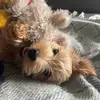 kate - @katealbertss - TikTok