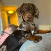Nacho Curtis 🌭🐶 - @katealder14 - TikTok