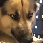 Katie Alger - @marshallthehusky17 - Instagram
