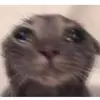 kateanselm - @kateanselm7 - TikTok