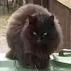 Kate_Brum1 - @kate._.ayres - TikTok