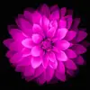 kate becker - @kate.becker0 - TikTok