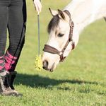 kate Blackmore - @equilogicaltraining - Instagram