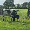 Katie Blackwell 🤠🐮 - @katie_blackwel_24 - TikTok