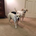 Kate Bowers - @neverendingstoriesanimals - Instagram