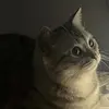 Kate chen - @katecatonly - TikTok