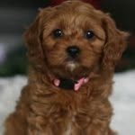 kate Clinton - @adorable_paw_pets - Instagram