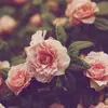 katecolbert625 - @katecolbert625 - TikTok