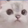 kate comer - @cloud.chicken - TikTok