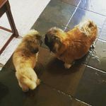 kate conlin - @twosneakypekies - Instagram
