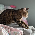 Kate Cornell - @godiva_thebengal - Instagram