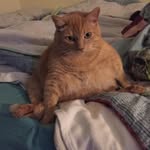 Kate Deering - @katesbooksandcats - Instagram