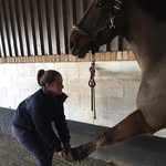 Katie Dorman - @katie_dorman_vetphysio - Instagram
