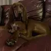 Kate Dullard - @katedullard - TikTok