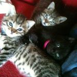 Kate Ewing - @kate.ewing.712 - Instagram