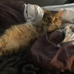 Kate Geist - @thomas_toby_charlie - Instagram