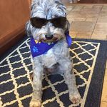Kate Gerber - @sophiedoodle_theschnoodle - Instagram