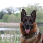 Kate Dalman - German Shepherds - @herzog_german_shepherds - Instagram