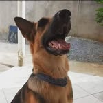 Kate - @kate_german_shepherd - Instagram