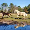 katelyngriggs252 - @katelyngriggs252 - TikTok