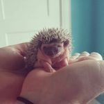 Kate Kimball - @kimballshedgiehaven - Instagram