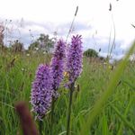 Kate Latham - @greenglamp - Instagram