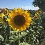 Kate Smith Lavelle - @lavelle_kate - Instagram