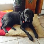 Lily Kate Leclair - @lilykate2007 - Instagram
